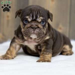 Chanel Cocoa, English Bulldog Puppy